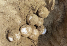 Remnants of an asphalt leak put sea turtle nesting at risk in Veracruz