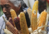 Native corn varieties and indigenous languages in Nayarit face the risk of disappearing