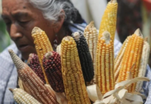 Native corn varieties and indigenous languages in Nayarit face the risk of disappearing