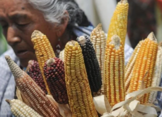 Native corn varieties and indigenous languages in Nayarit face the risk of disappearing
