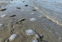 “Don’t Touch Them”: Warnings Issued Over Jellyfish Washed Up on Oaxacan Beaches