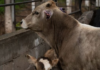 Screwworm infection in humans reaches Mexico City: Two cases detected in Tlalpan