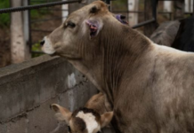 Screwworm infection in humans reaches Mexico City: Two cases detected in Tlalpan