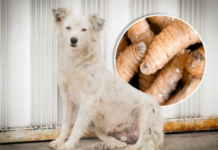Puebla leads in screwworm cases in dogs; totals more than 100 cases
