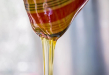 Quintana Roo achieves Geographical Indication declaration for Melipona Bee Honey