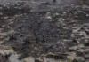ASEA Concludes 12 Investigations into Oil Spills Without Sanctions