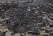 ASEA Concludes 12 Investigations into Oil Spills Without Sanctions