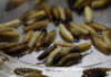 First case of screwworm confirmed in Mexico City, in a Doberman dog