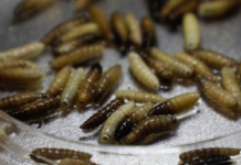 First case of screwworm confirmed in Mexico City, in a Doberman dog