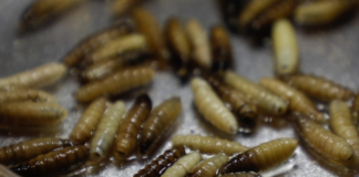First case of screwworm confirmed in Mexico City, in a Doberman dog