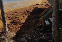 Sargassum invades beaches in downtown Playa del Carmen