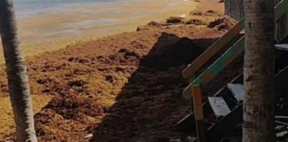 Sargassum invades beaches in downtown Playa del Carmen