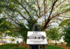 Progress is being made in protecting trees as part of Mérida’s heritage.