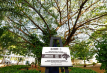 Progress is being made in protecting trees as part of Mérida’s heritage.