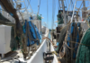 Tamaulipas shrimp passes environmental test and will continue to arrive in the US