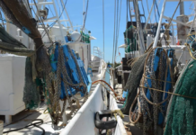 Tamaulipas shrimp passes environmental test and will continue to arrive in the US