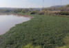 Mosquito infestation affects more than 30 neighborhoods in Querétaro due to improper handling of water hyacinth.