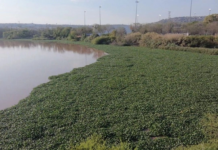 Mosquito infestation affects more than 30 neighborhoods in Querétaro due to improper handling of water hyacinth.