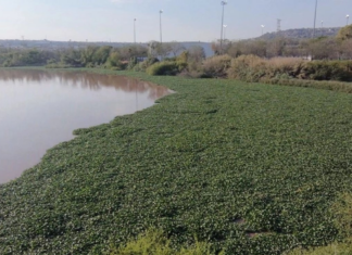 Mosquito infestation affects more than 30 neighborhoods in Querétaro due to improper handling of water hyacinth.