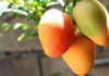 Mango and corn harvests plummet in Nayarit