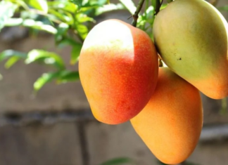Mango and corn harvests plummet in Nayarit