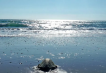 Oaxaca, Chiapas, and Guerrero protect a true biological paradise