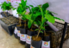 Tourism investment and coffee with designation of origin boost the economy in Nayarit