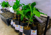 Tourism investment and coffee with designation of origin boost the economy in Nayarit