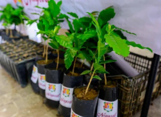 Tourism investment and coffee with designation of origin boost the economy in Nayarit
