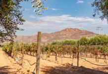 Why are Tulum and Valle de Guadalupe suddenly receiving fewer tourists?