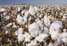 The origin of cotton has a name and a place: it was domesticated on the Mexican peninsula of Yucatán.