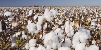 The origin of cotton has a name and a place: it was domesticated on the Mexican peninsula of Yucatán.