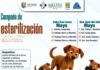 Sterilization campaigns in Los Cabos