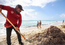 The massive beaching of sargassum intensifies in Quintana Roo.
