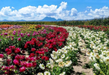From Tlaxcala to the world: Here is the monumental Dahlia Garden.