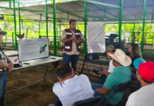 The Playa del Carmen government promotes the use of sargassum to strengthen the livestock sector.