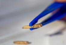First case of screwworm in a dog confirmed in Durango