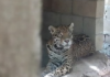 Fifteen abandoned wild animals found during operation on property in Playa del Carmen