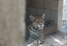Fifteen abandoned wild animals found during operation on property in Playa del Carmen