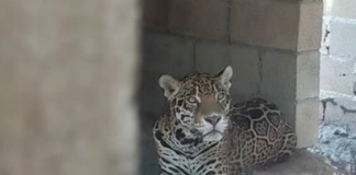 Fifteen abandoned wild animals found during operation on property in Playa del Carmen