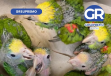 🚨 Historic wildlife rescue at the border! 🦜