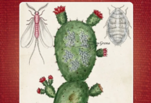 Exhibition on cochineal and its biocultural impact in Oaxaca to open