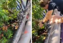 Seconds from tragedy: Husky rescued after getting trapped in a crocodile-infested area in Tampico.