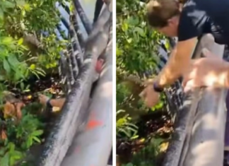 Seconds from tragedy: Husky rescued after getting trapped in a crocodile-infested area in Tampico.