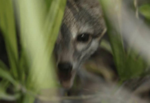 Dwarf mammal believed extinct for 25 years filmed on a Mexican island.