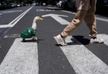 Meet Merlin, the duck who is a fixture on the streets of Mexico City and is now the World Cup mascot.