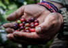 Sierra Negra de Puebla conquers Mexico with the country’s best coffee.