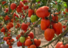 Sinaloa’s exports fall by $89 million and lose three foreign markets.