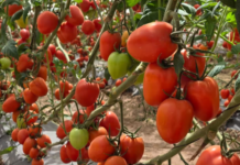 Sinaloa’s exports fall by $89 million and lose three foreign markets.