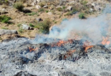 Eight marijuana plantations and three drying facilities destroyed in Ensenada, Baja California